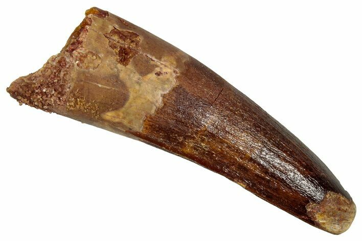 Fossil Spinosaurus Tooth - Feeding Worn Tip #353033